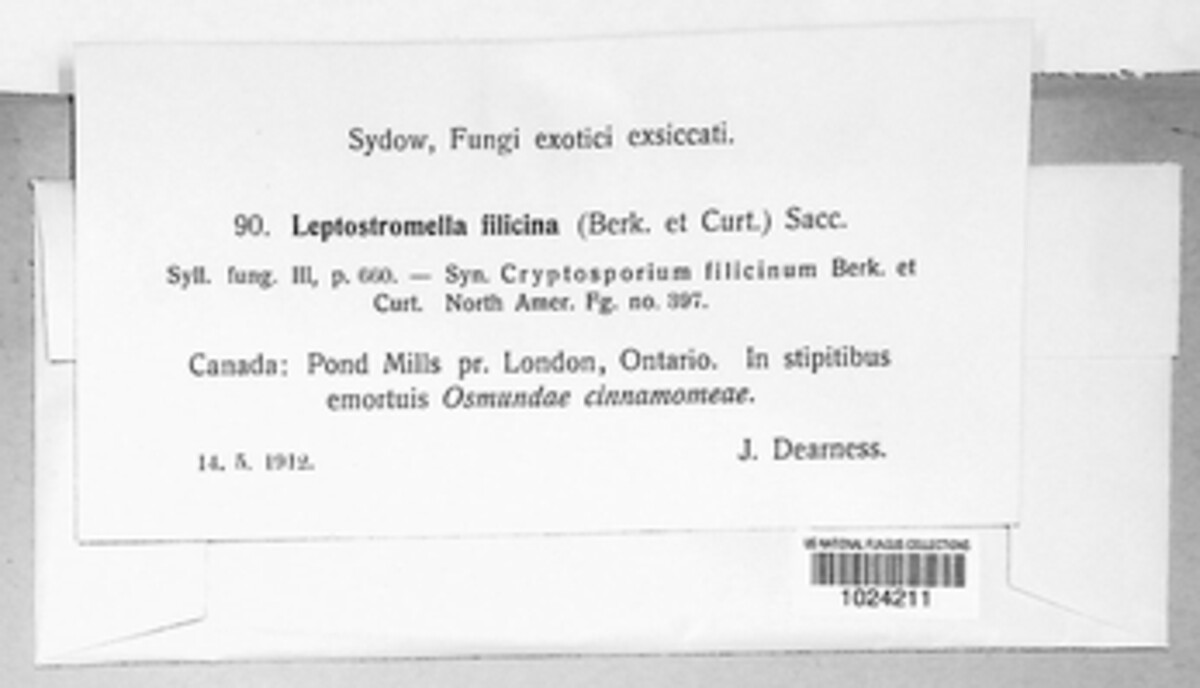Leptostromella image